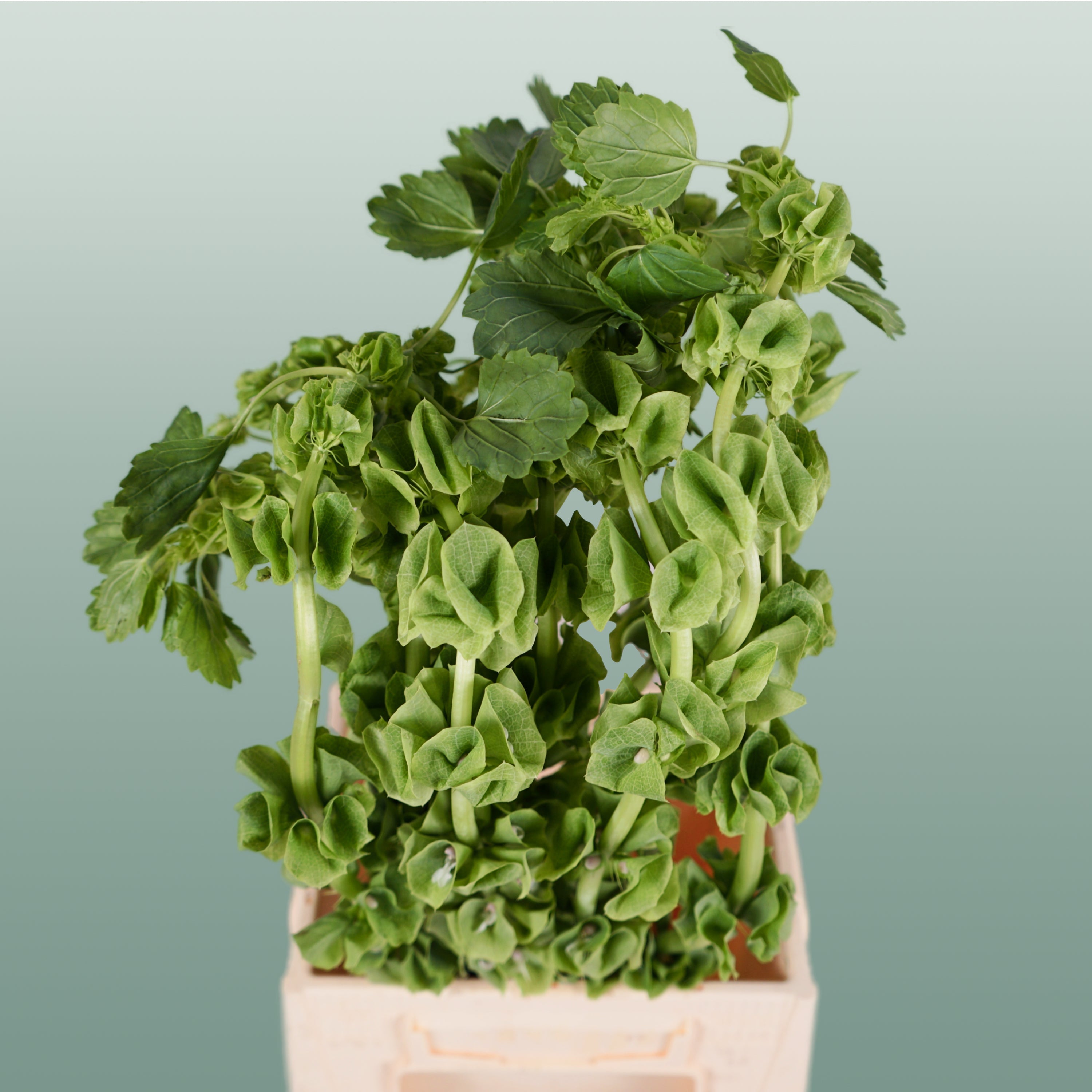 Moluccella - Moluccella - laevis