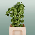 Moluccella - Moluccella - laevis