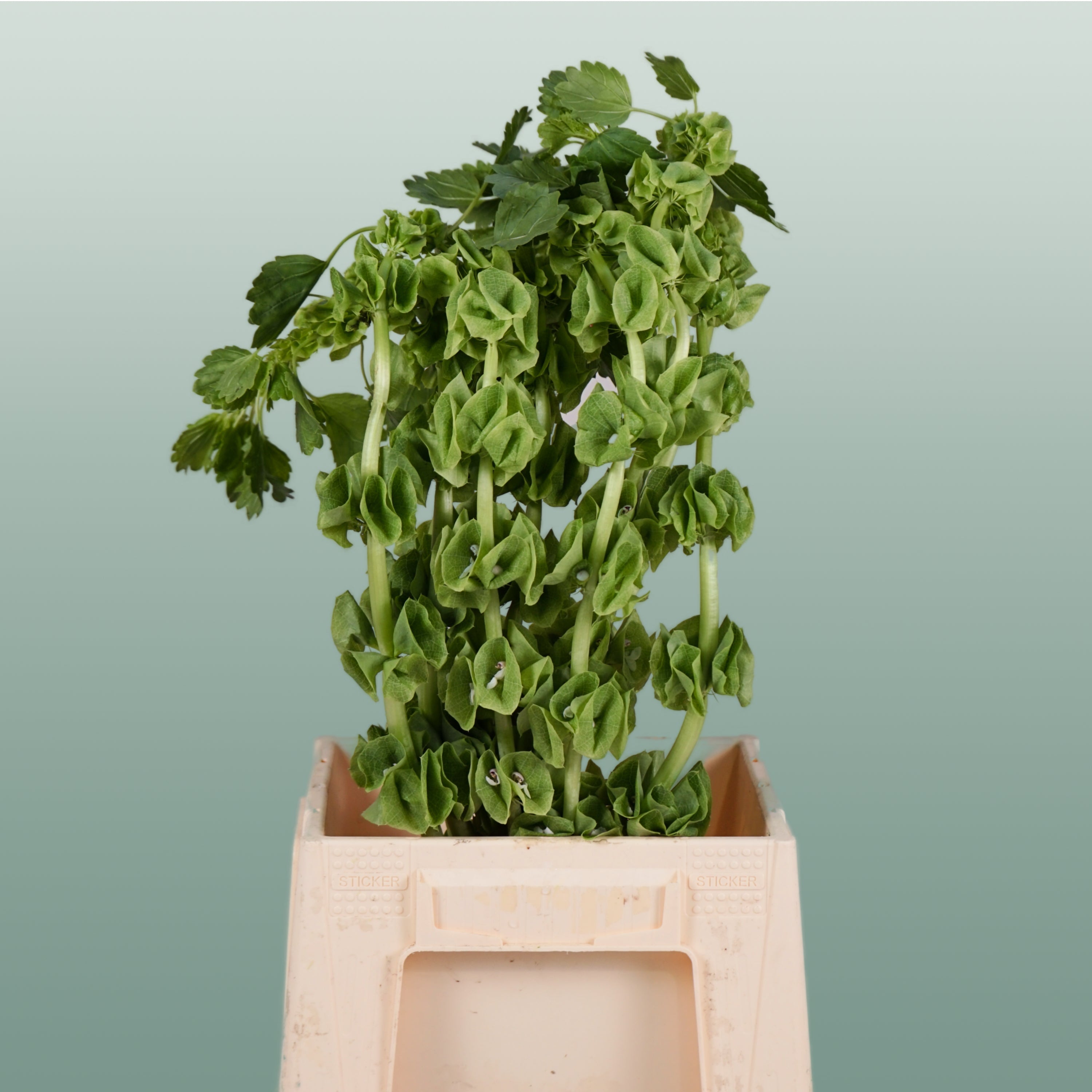 Moluccella - Moluccella - laevis