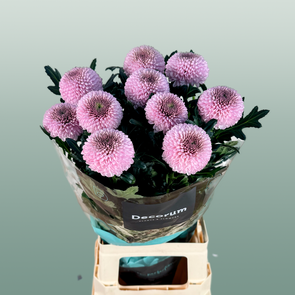 Chrysanthemum G Momoko