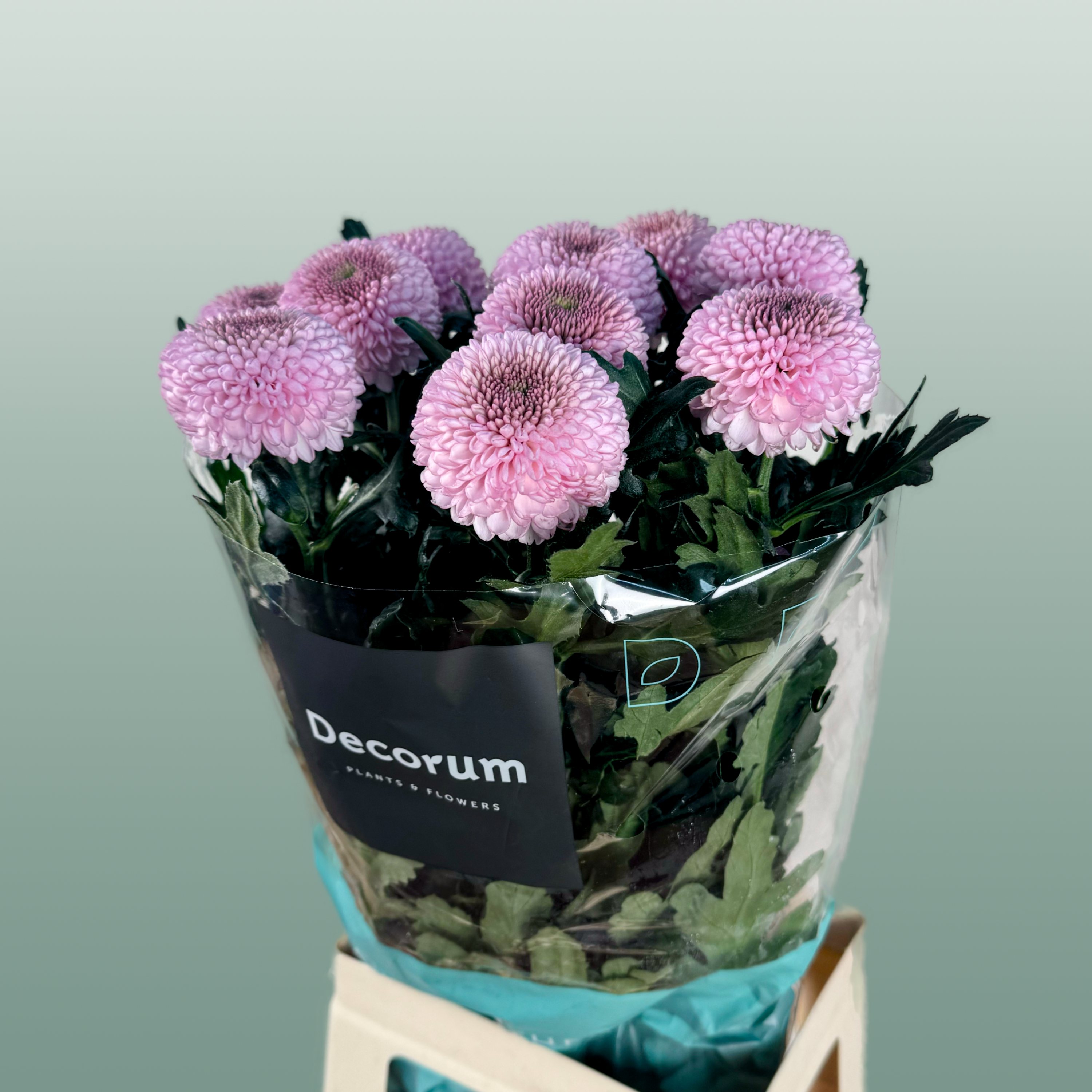 Chrysanthemum G Momoko
