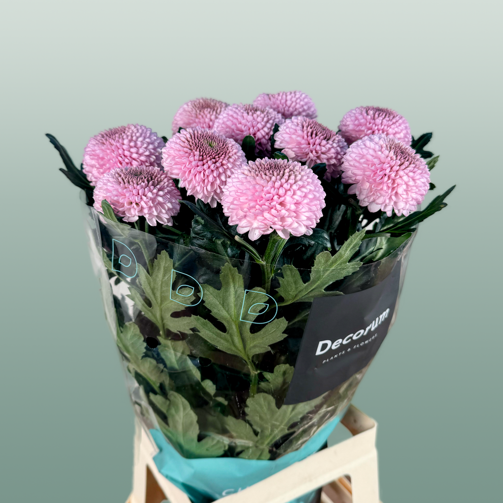 Chrysanthemum G Momoko