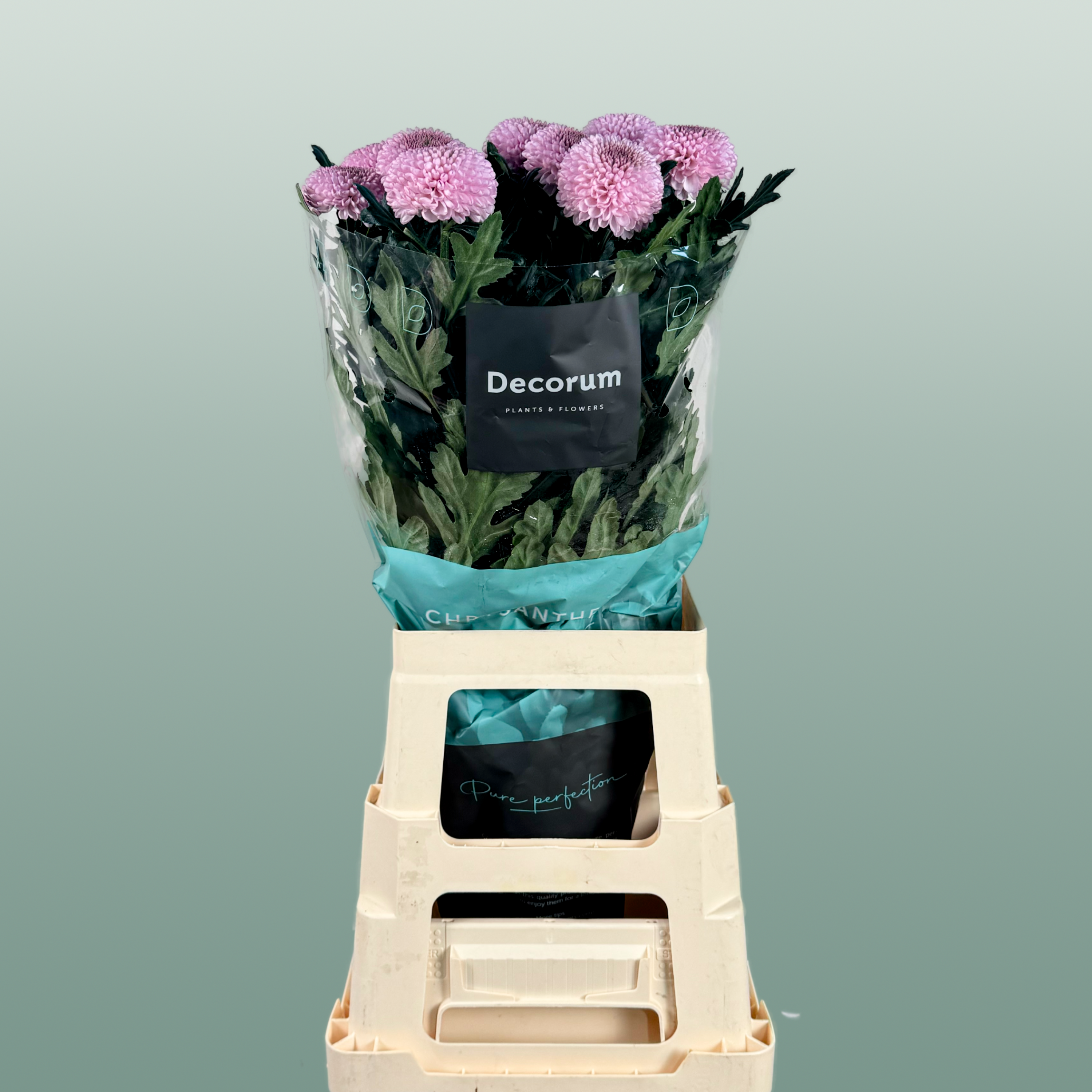 Chrysanthemum G Momoko