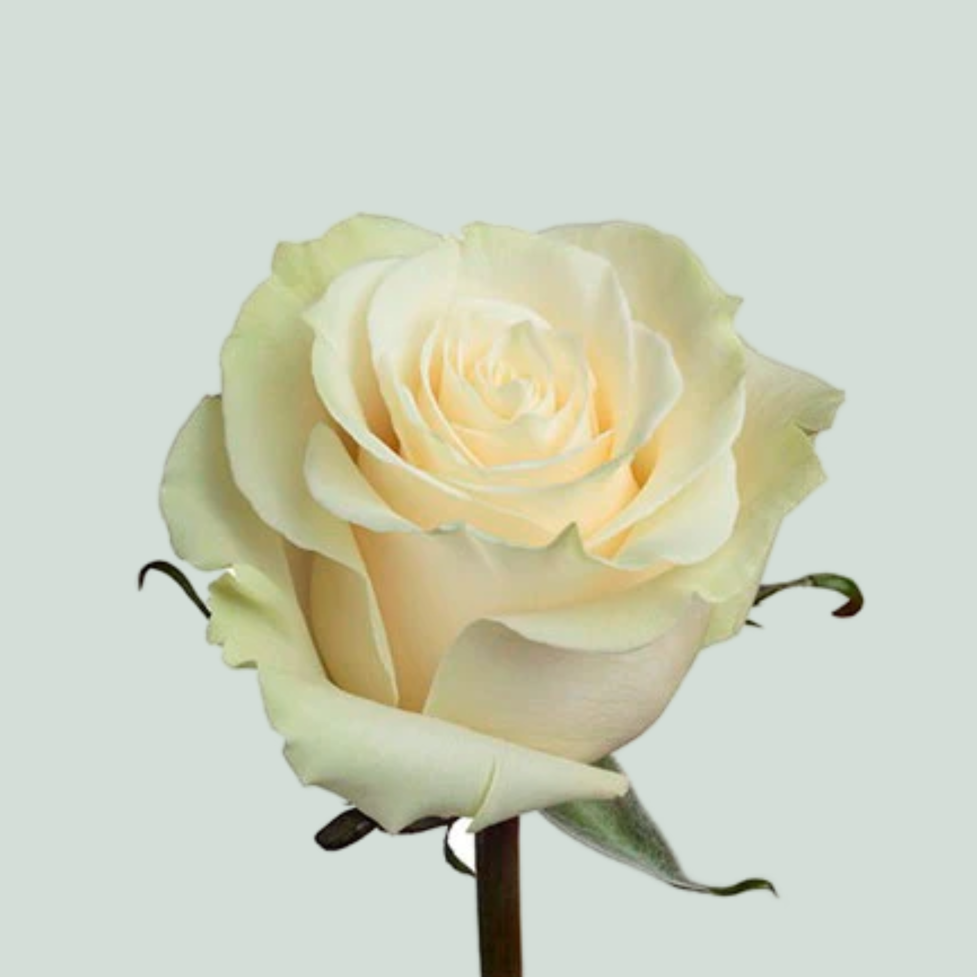 Rose Mondial