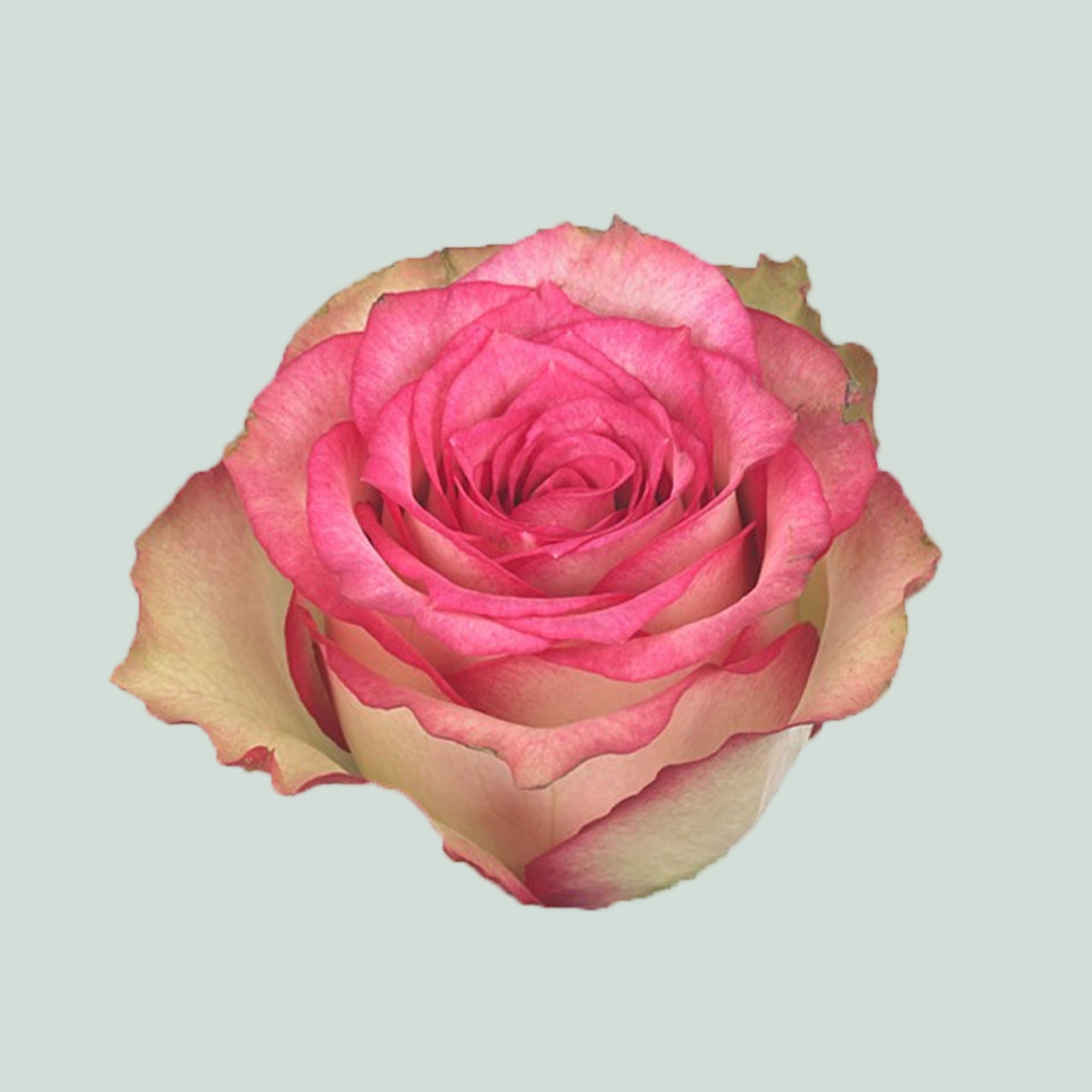 Rose - Rosa - Monique