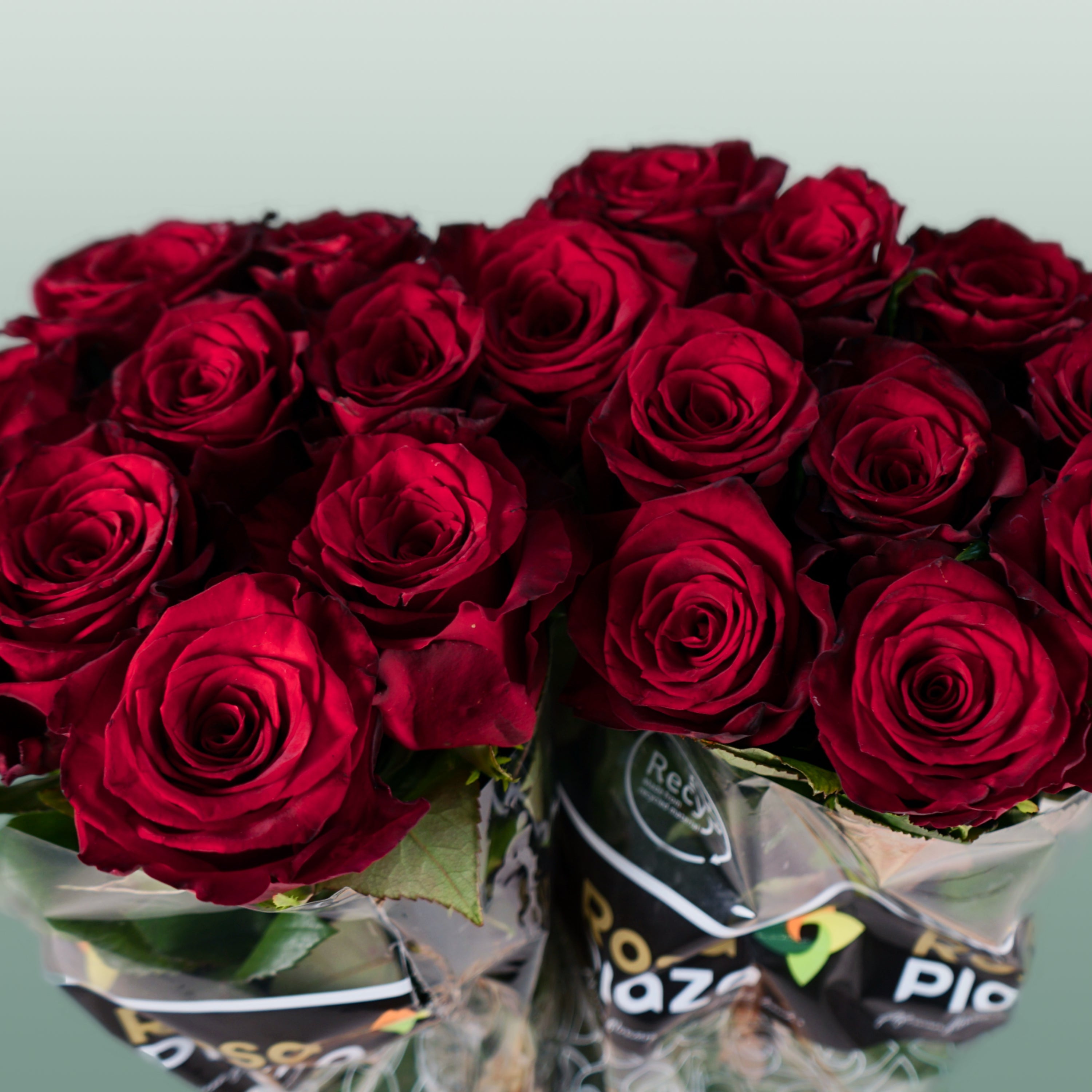 Rose - Rosa - Monte Carlo
