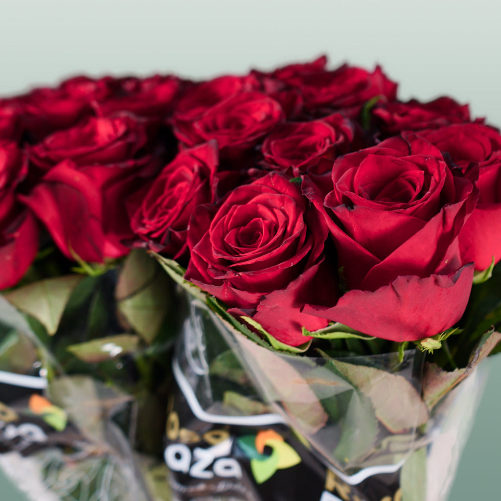 Rose - Rosa - Monte Carlo