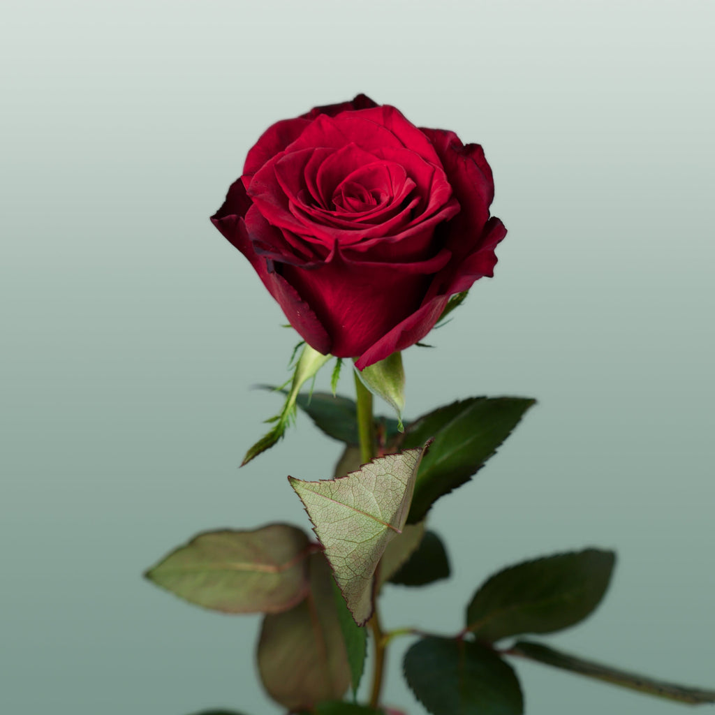 Rose - Rosa - Monte Carlo