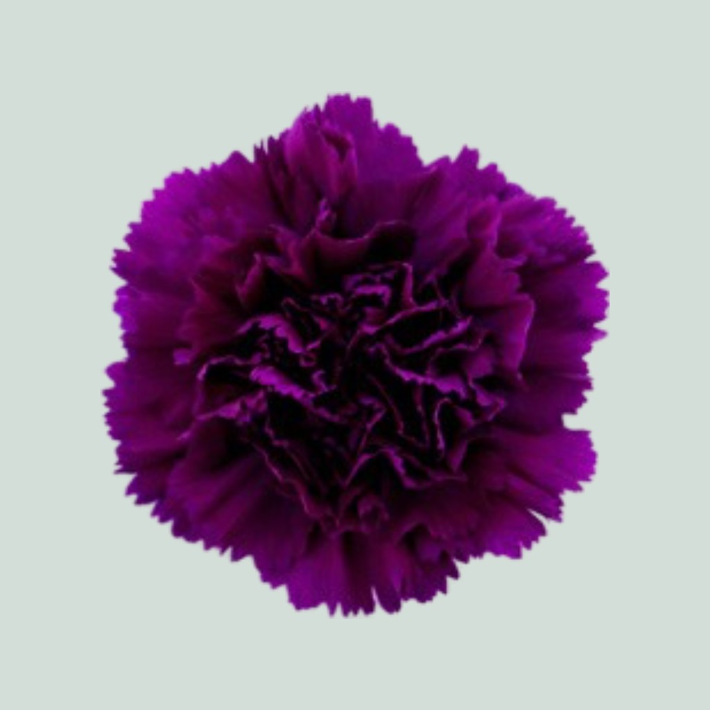 Carnation - Dianthus - Florigene Moontea