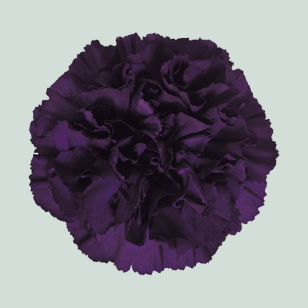 Standard Carnation - Dianthus - Florigene Moonvista