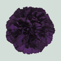 Standard Carnation - Dianthus - Florigene Moonvista