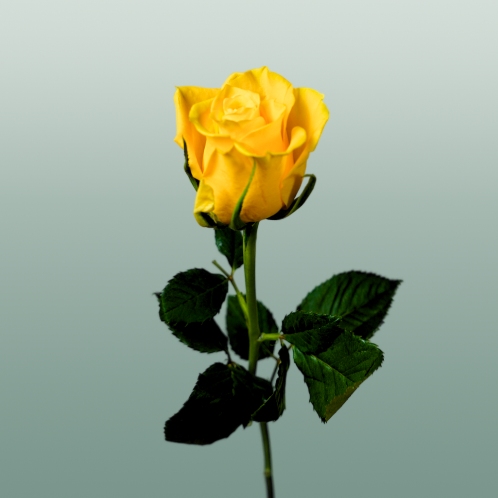 Rose - Rosa - Moonwalk