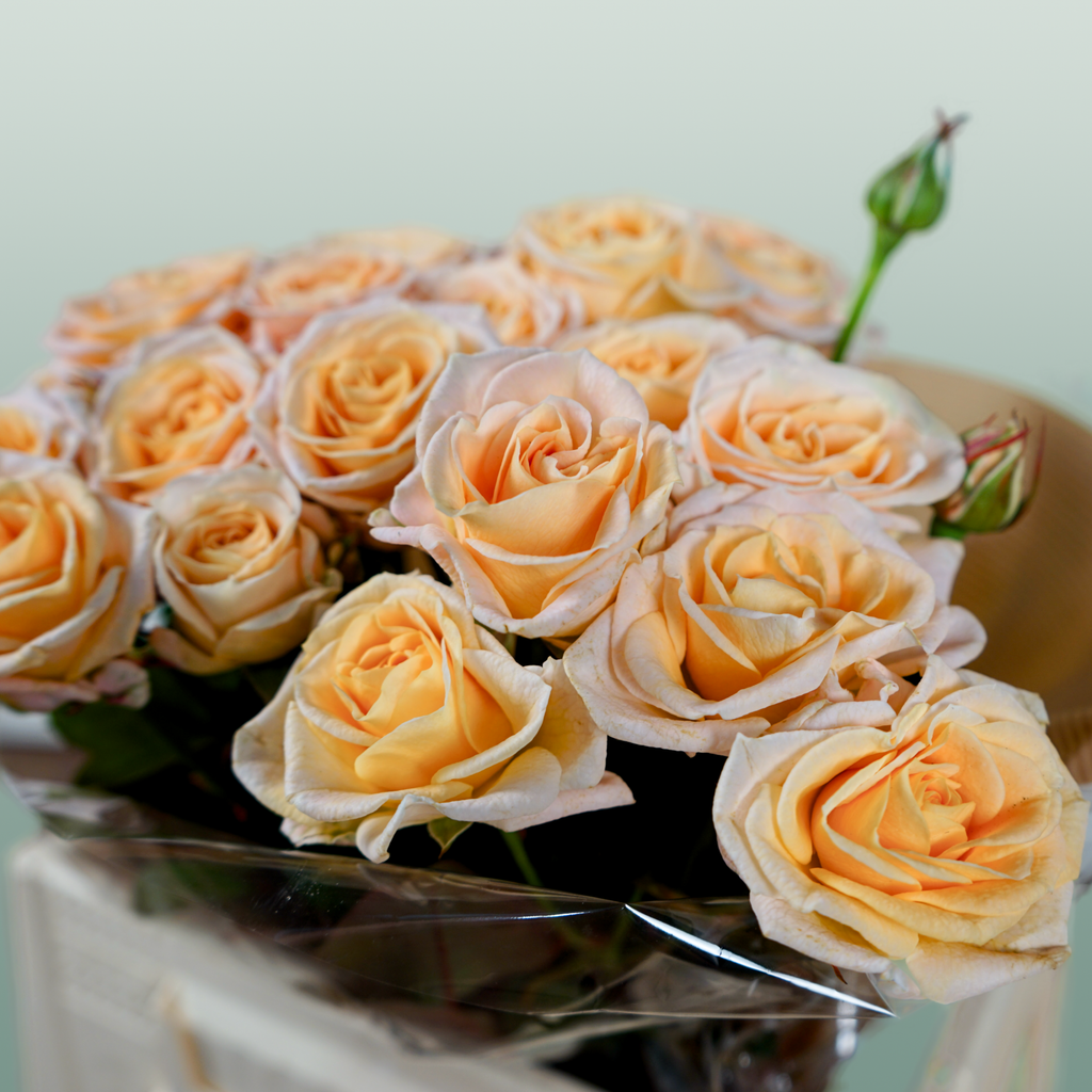 Spray Rose - Rosa - Morning Star
