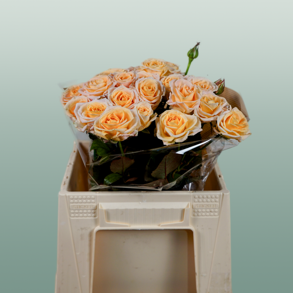 Spray Rose - Rosa - Morning Star