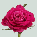 Rose Movie Star