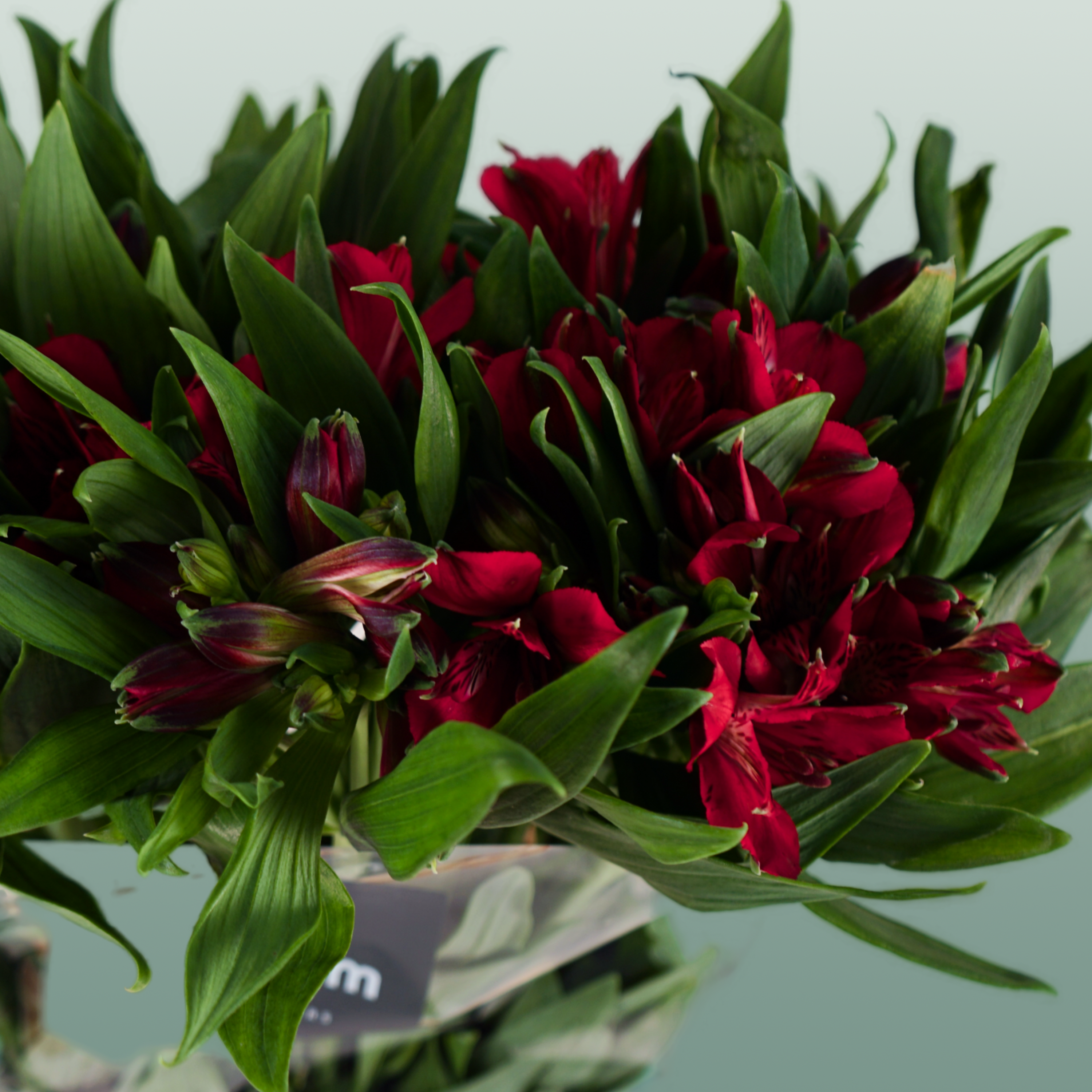 Alstroemeria Nadya
