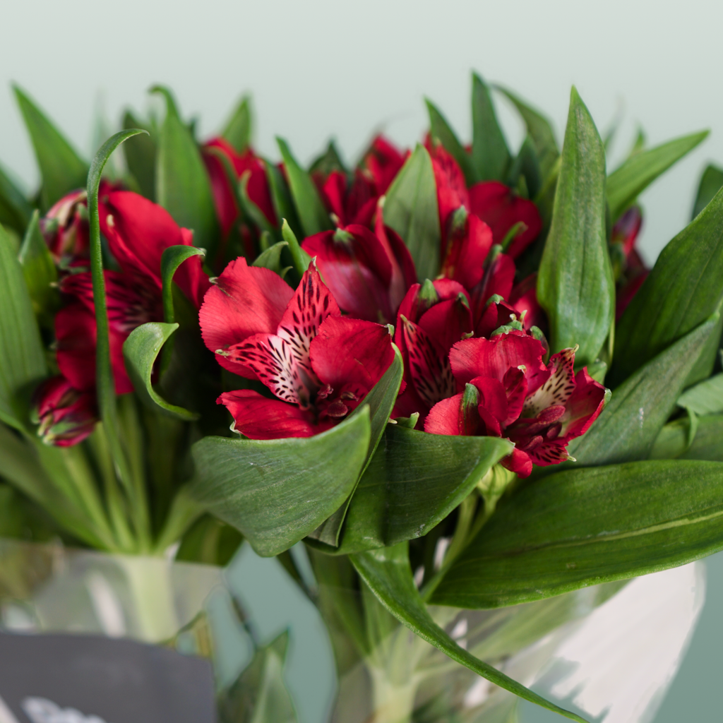 Alstroemeria Nadya