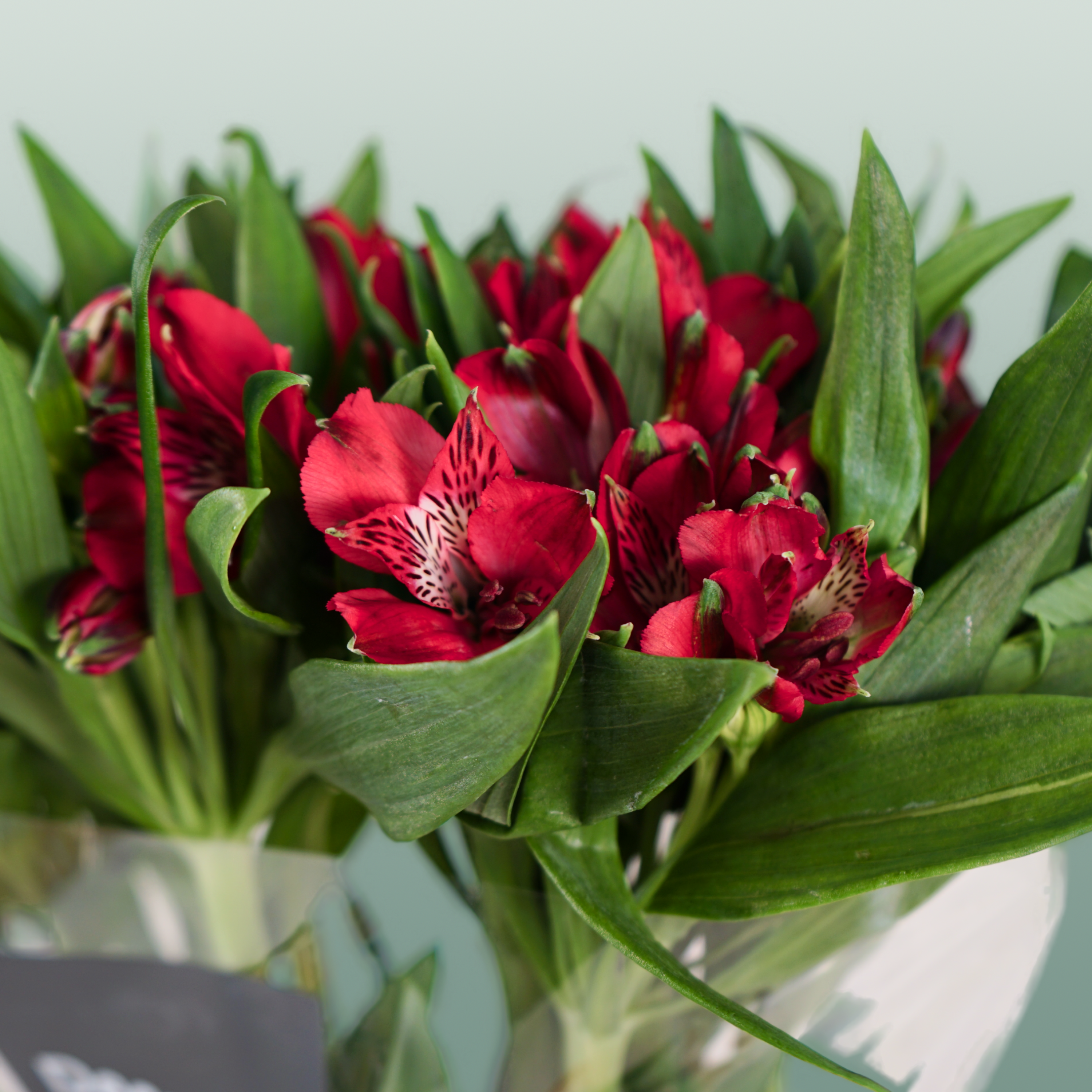 Alstroemeria Nadya