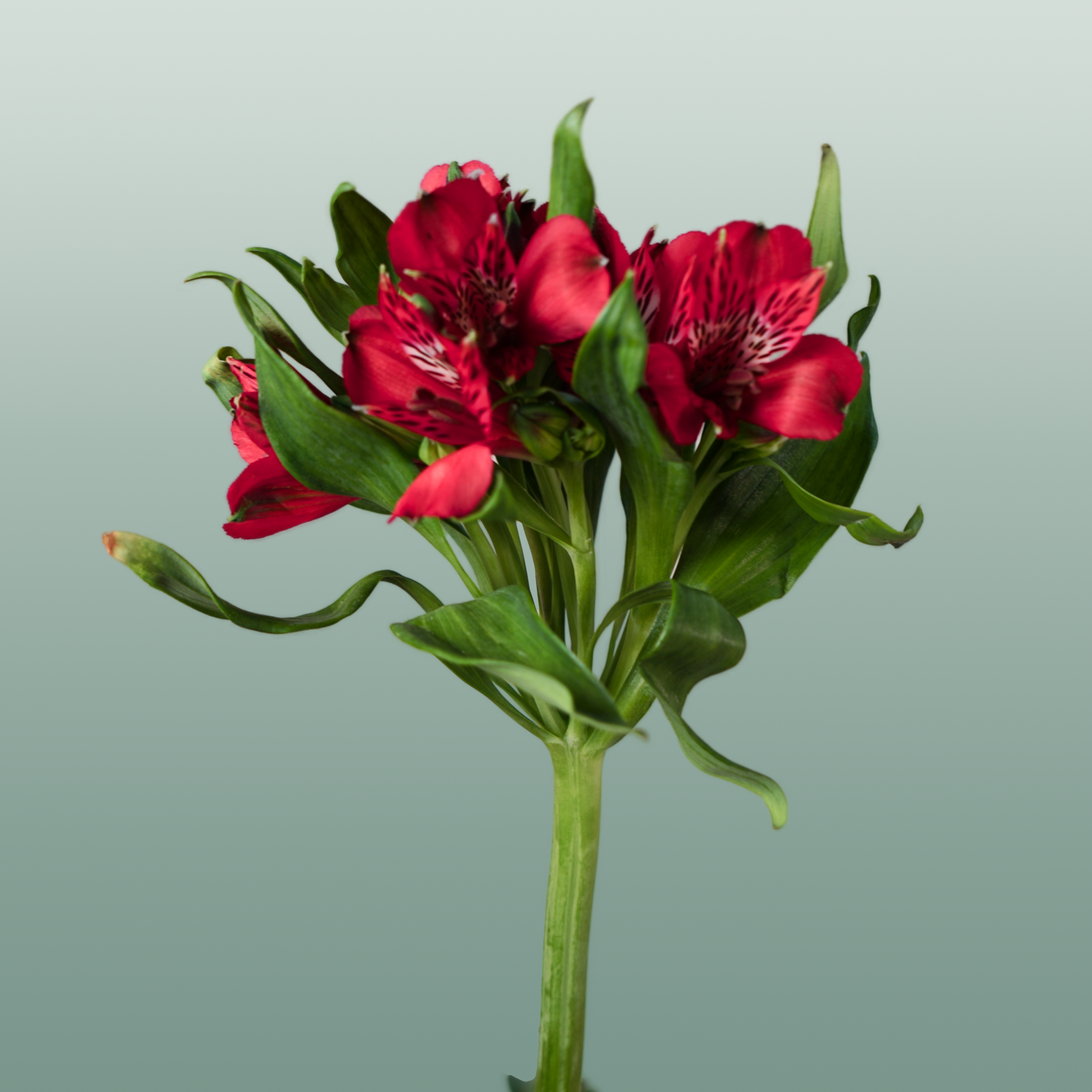 Alstroemeria Nadya