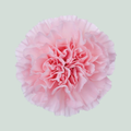 Carnation Standard Nahema (20 Stems)