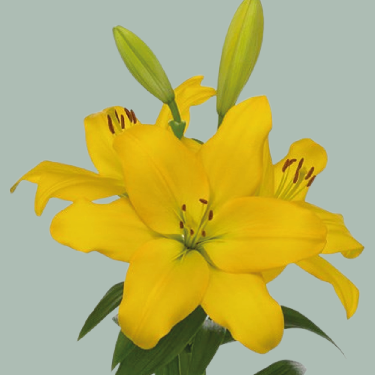 Lily Nashville (LA) (10 Stems)