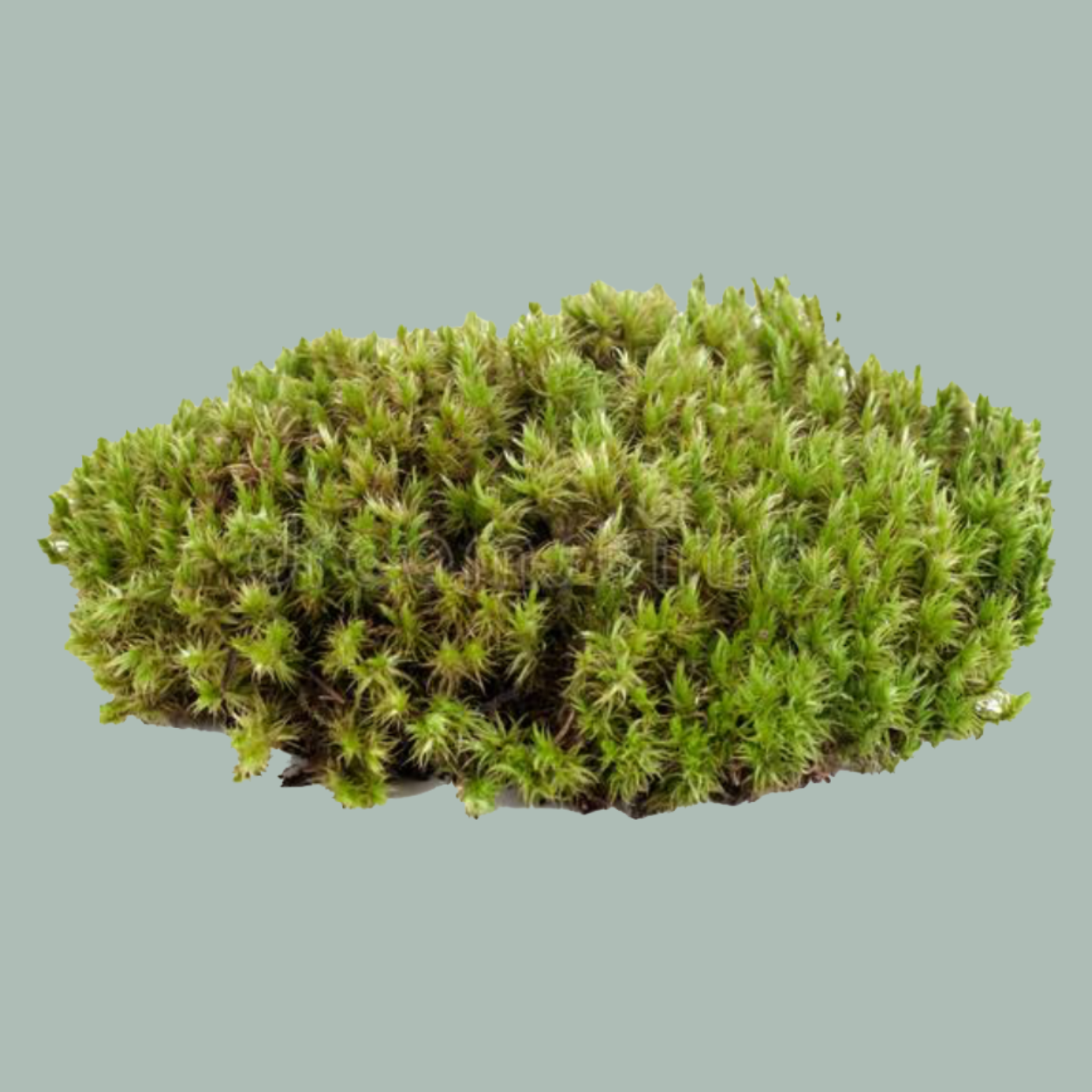 Moss Spagnum