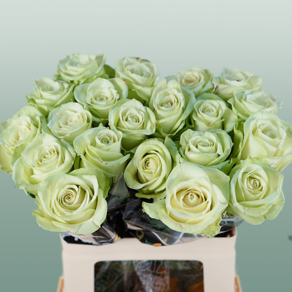 Rose - Rosa - Noëlle