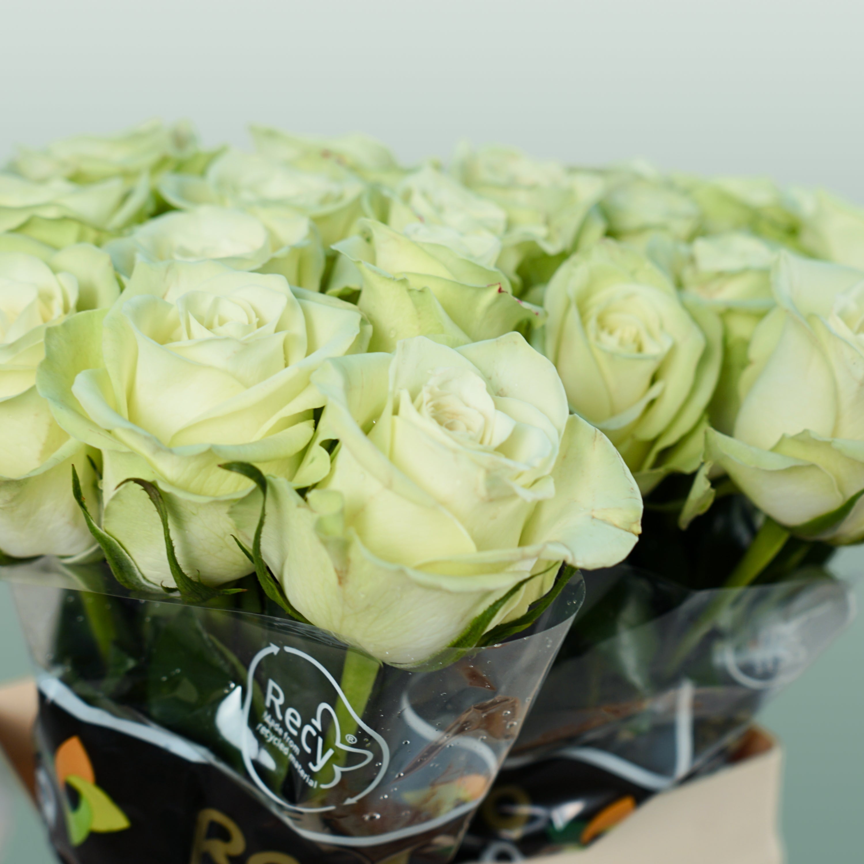 Rose - Rosa - Noëlle