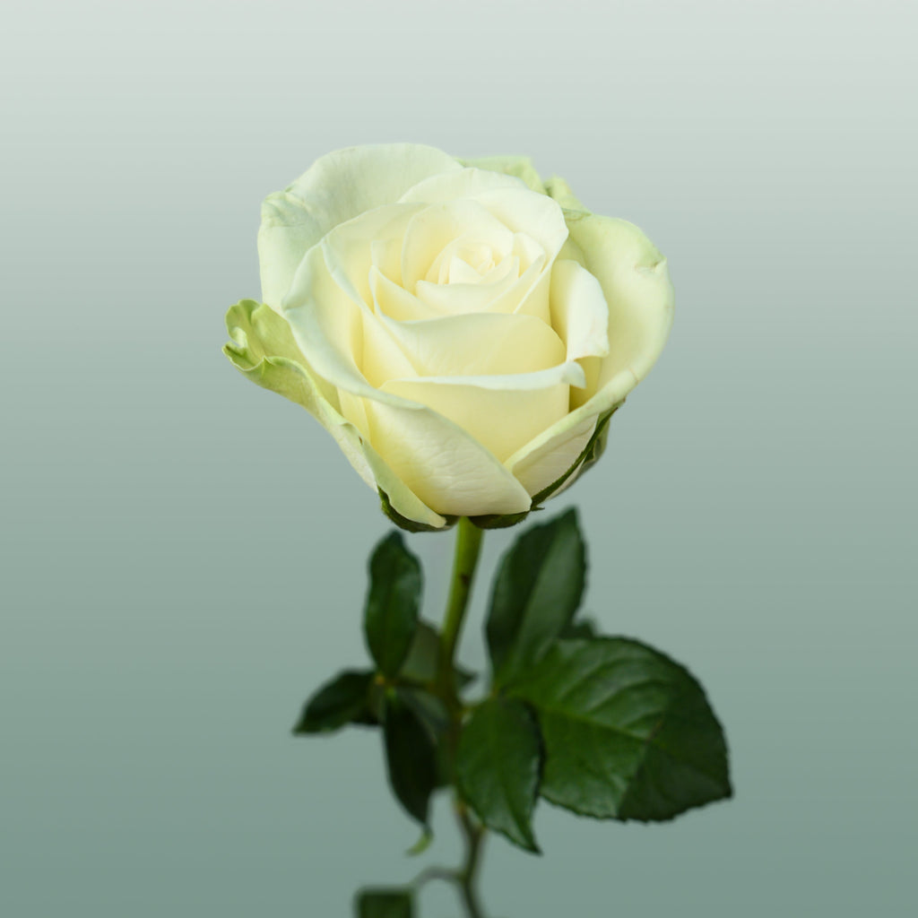 Rose - Rosa - Noëlle