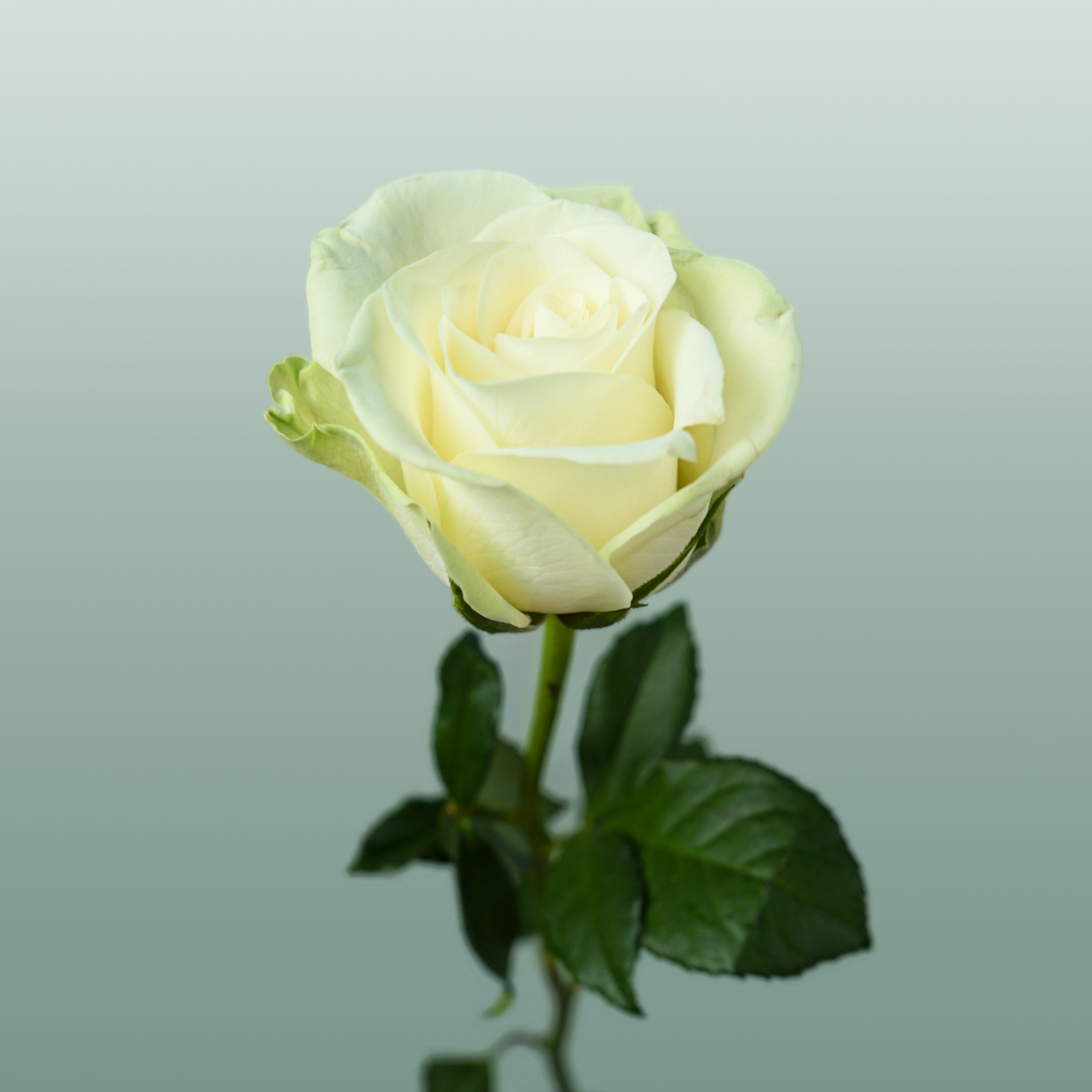 Rose - Rosa - Noëlle