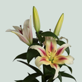 Lily Nymph (OR) (10 Stems)