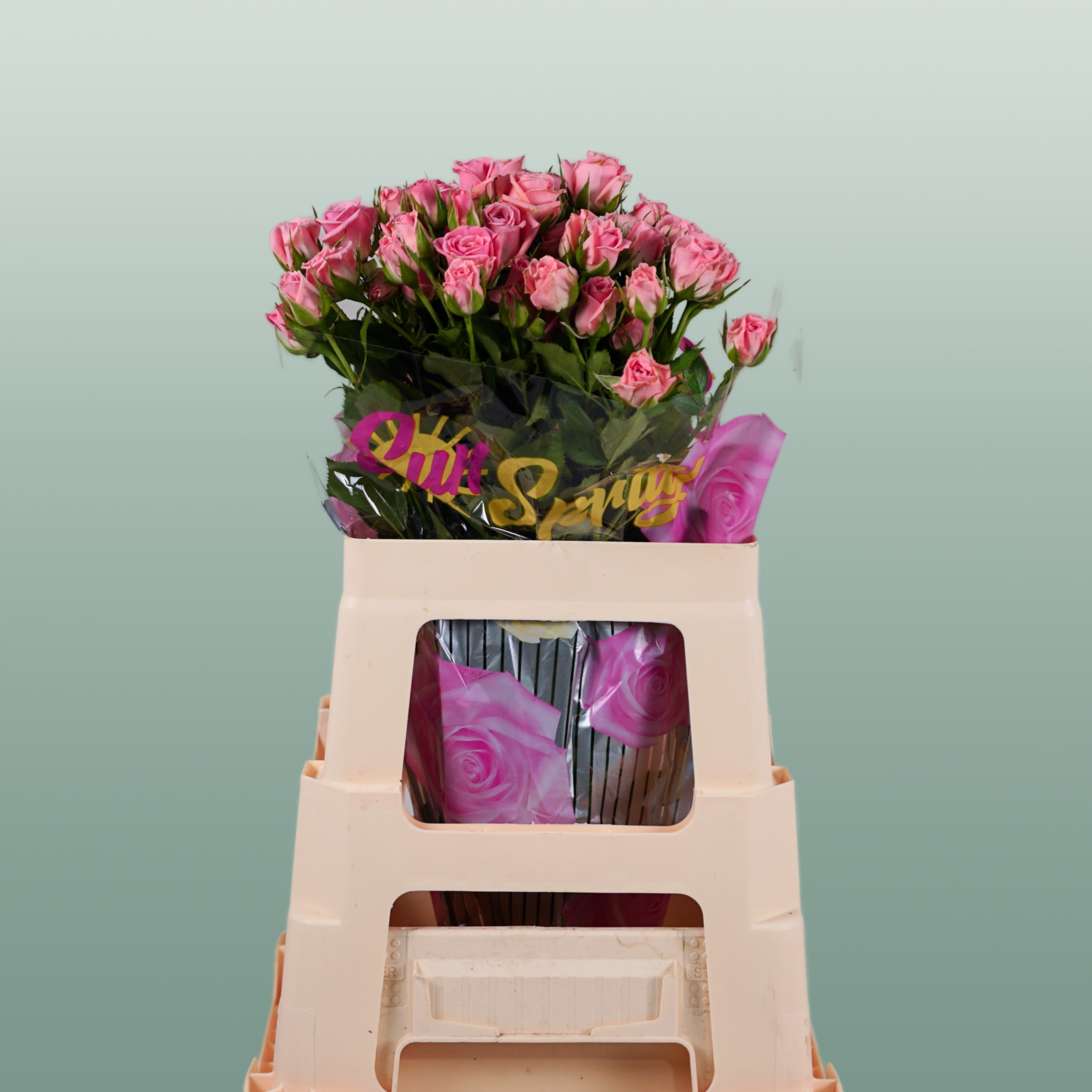 Spray Rose - Rosa - Odilia