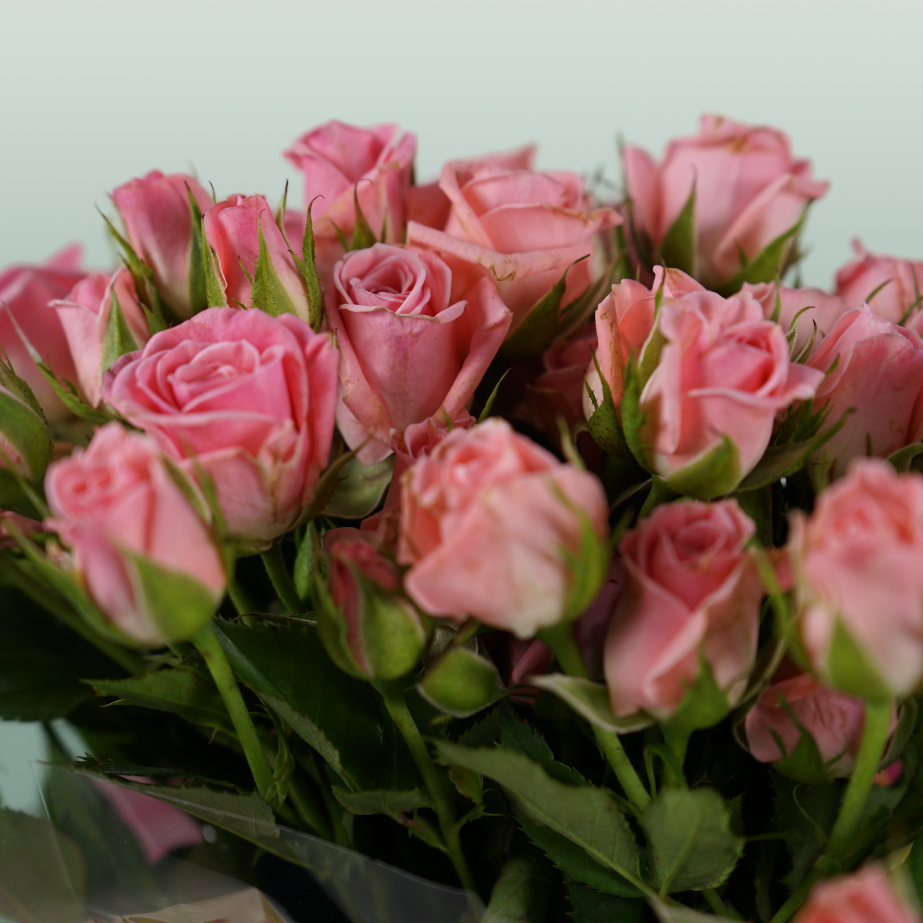 Spray Rose - Rosa - Odilia