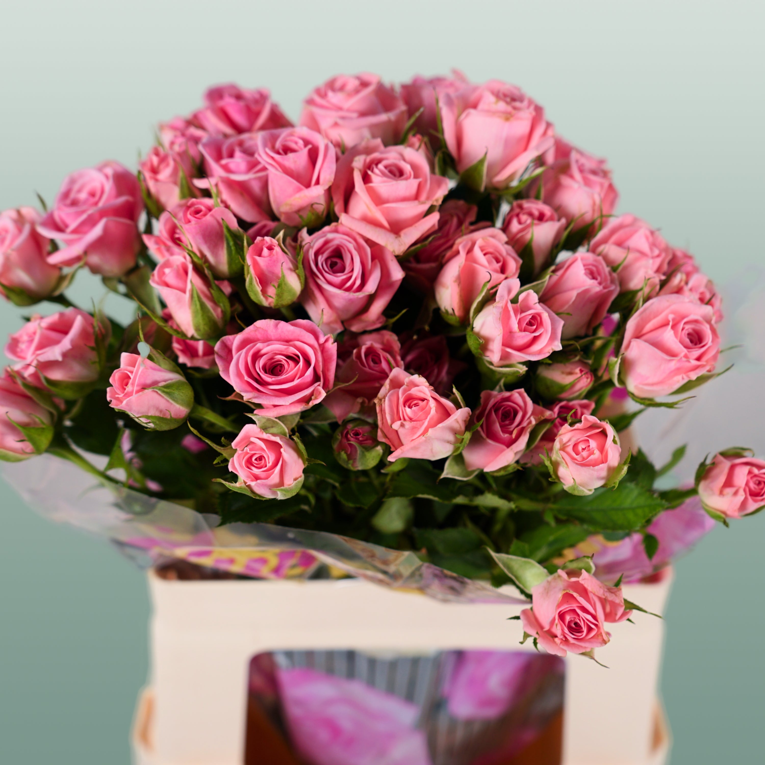 Spray Rose - Rosa - Odilia