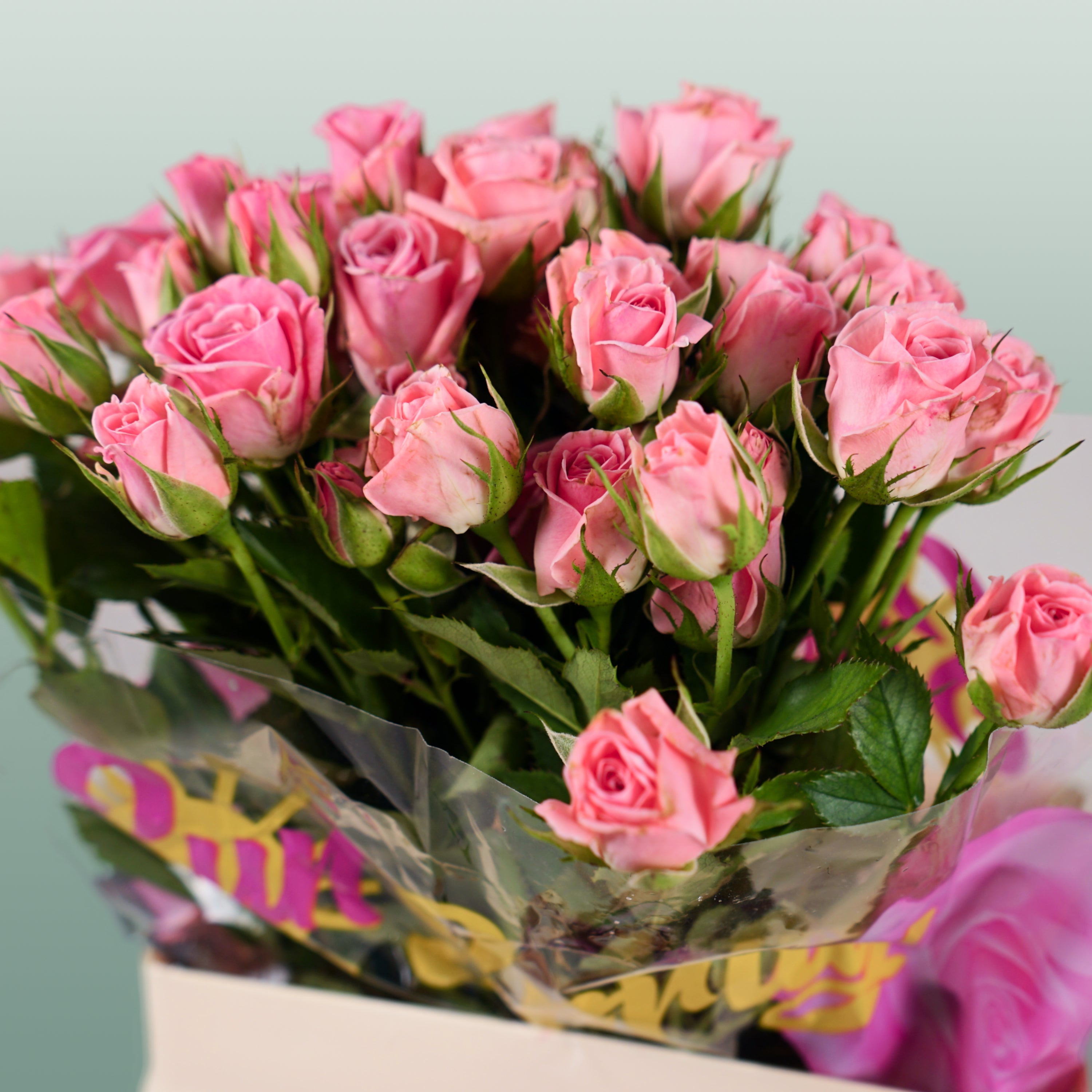 Spray Rose - Rosa - Odilia