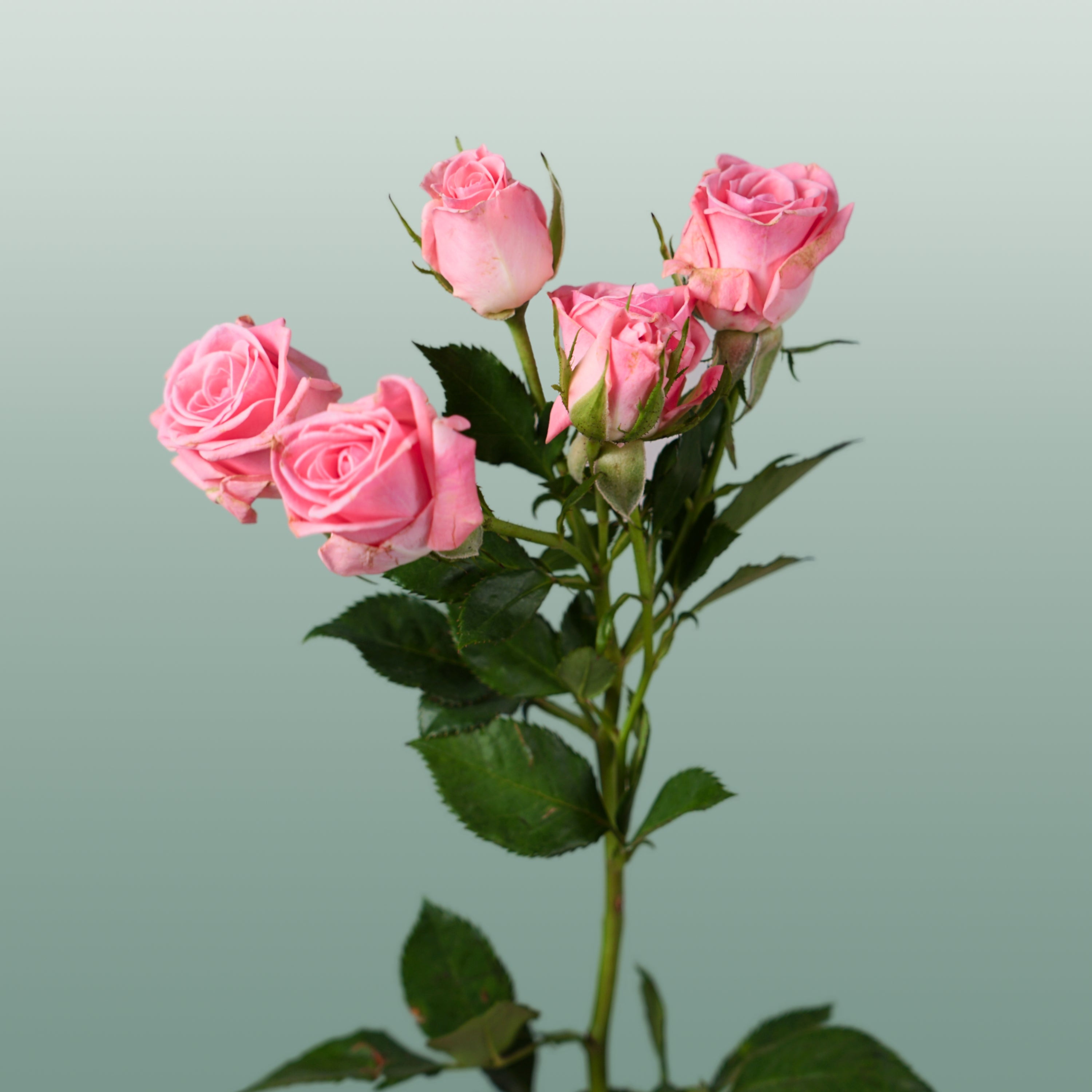 Spray Rose - Rosa - Odilia