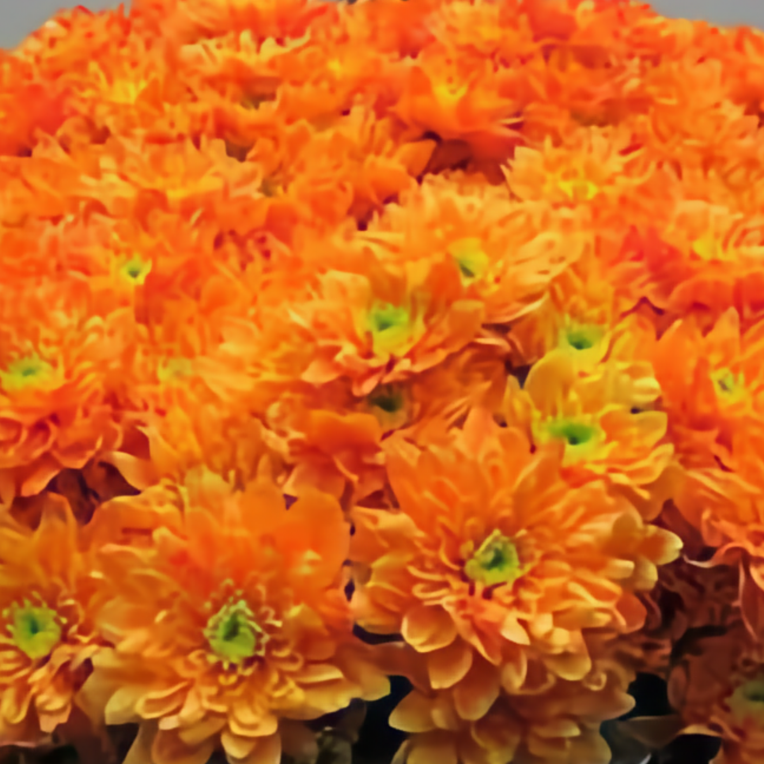 Chrysanthemum Spray Dyed Euro Orange