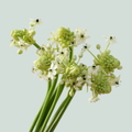 Ornithogalum Arabicum Saundersiae (50 Stems)
