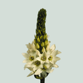 White Ornithogalum ‘Mount Fuji’ – 45cm Stems