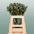 Oxypetalum Coeruleum Blue