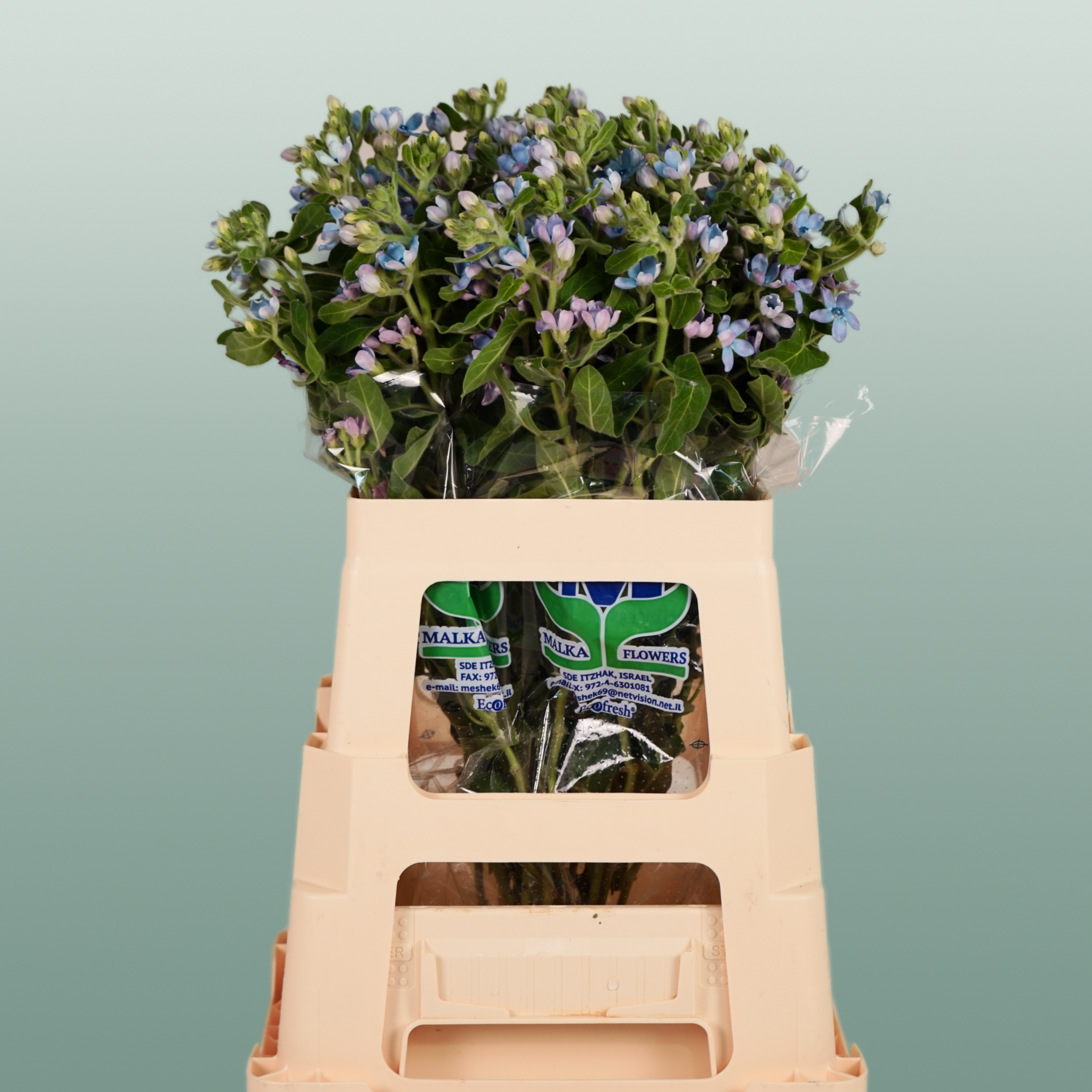 Oxypetalum Coeruleum Blue