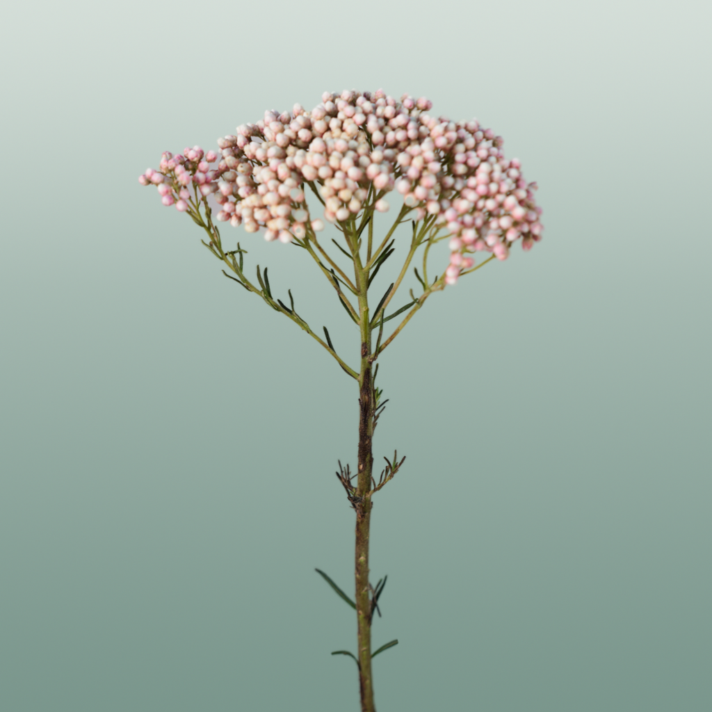Ozothamnus Victoria Pink