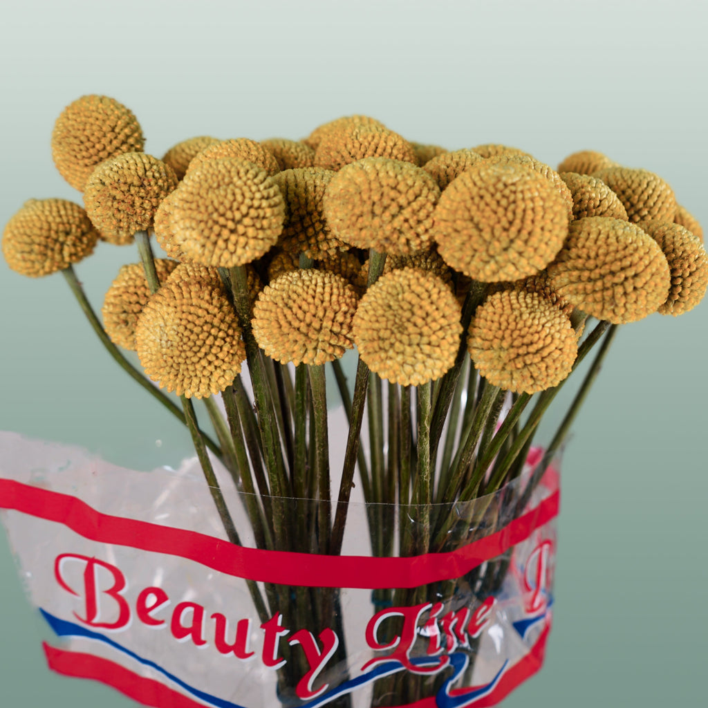 Craspedia Paintball Pop (50 Stems
