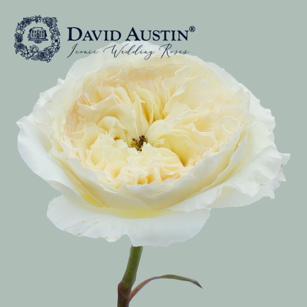 Rose - Rosa - David Austin Patience