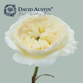 Rose - Rosa - David Austin Patience