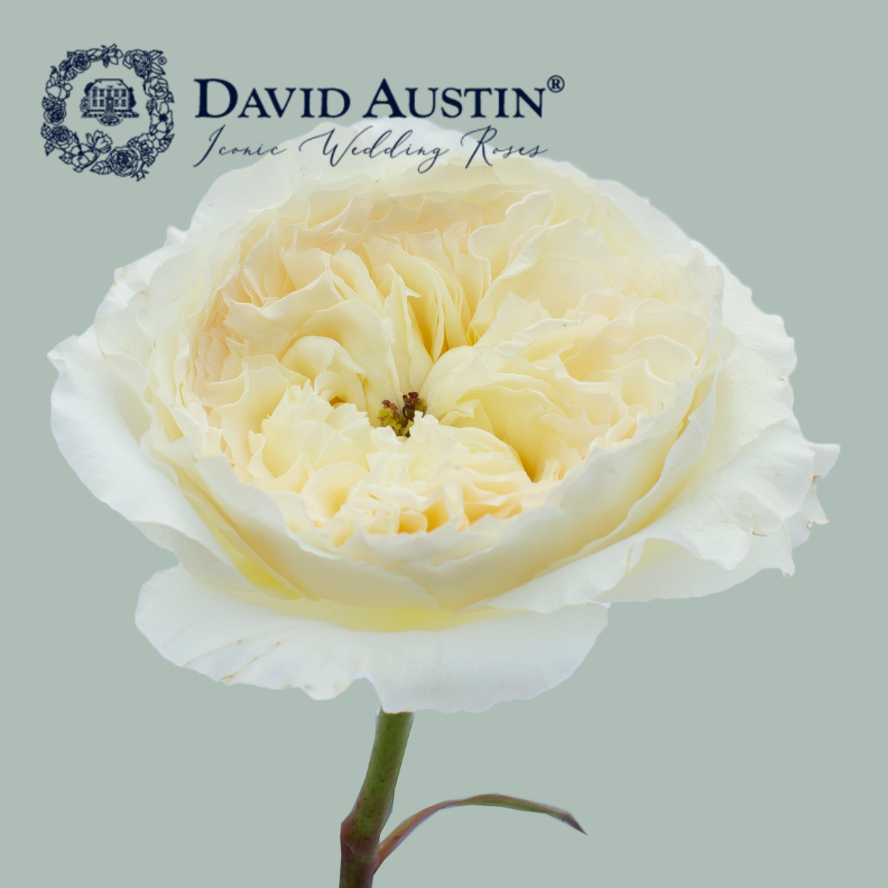 Rose - Rosa - David Austin Patience