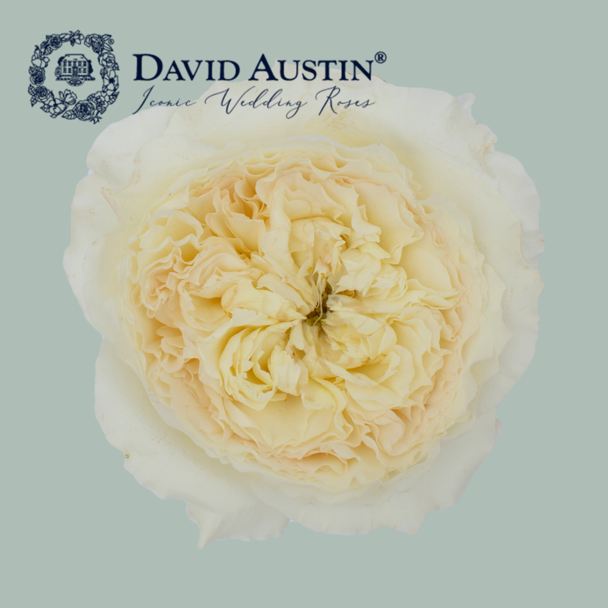 Rose - Rosa - David Austin Patience