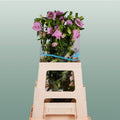 Bellflower Champion Blue (10 Stems)