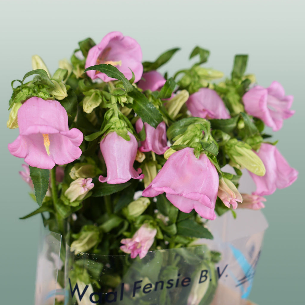 Bellflower Pearl Pink (10 Stems)