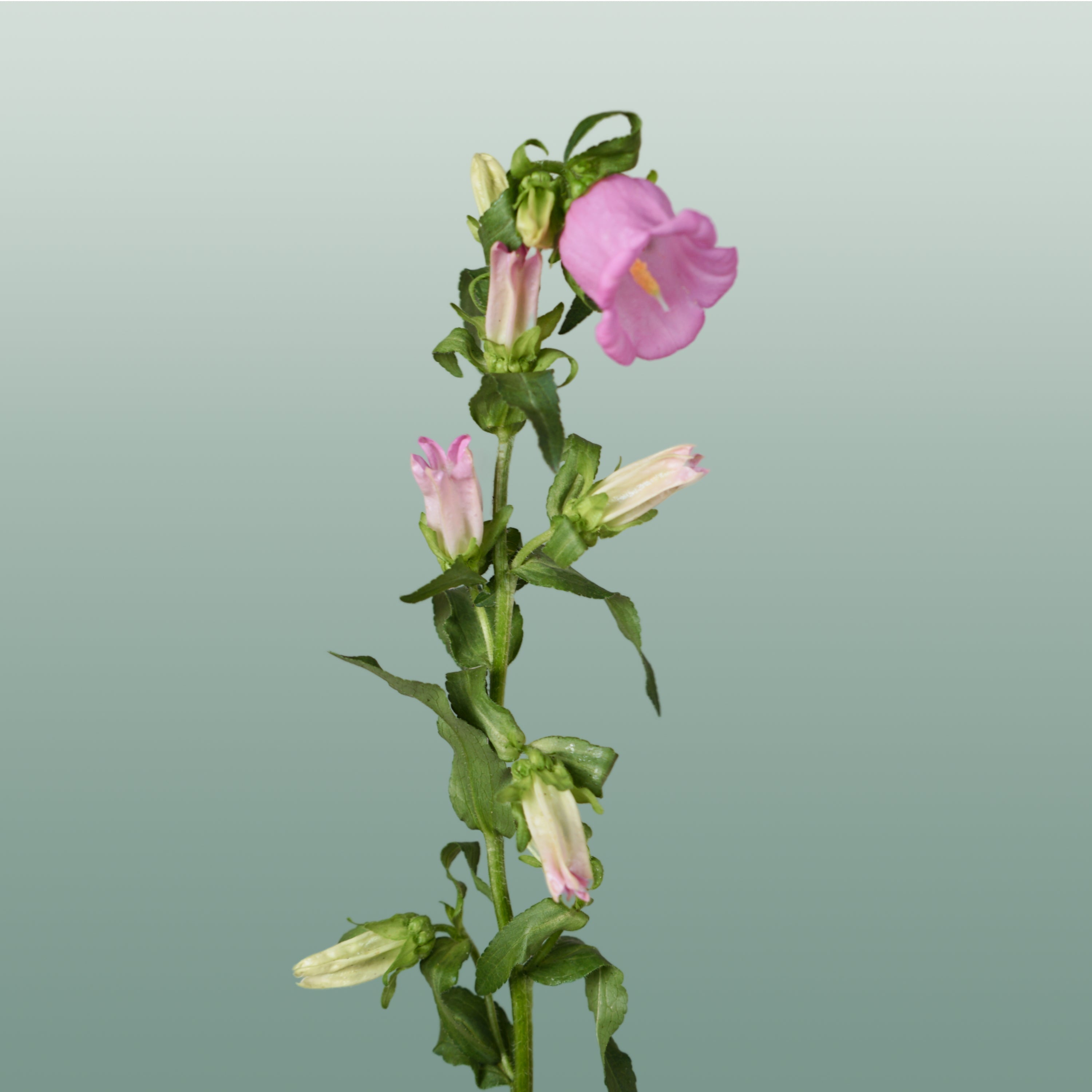 Bellflower Pearl Pink (10 Stems)